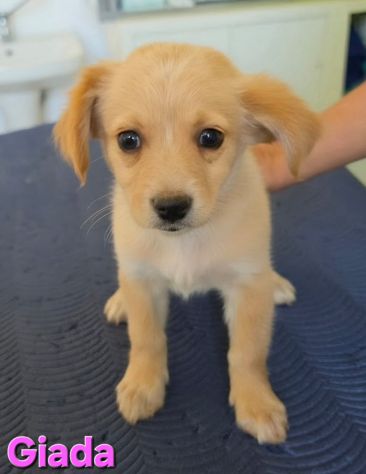 GIADA,cucciola mix volpino breton - Foto 3