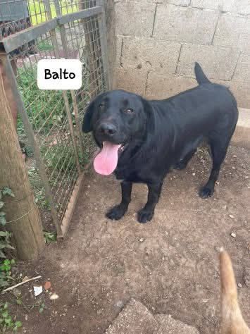 Balto simil labrador - Foto 3
