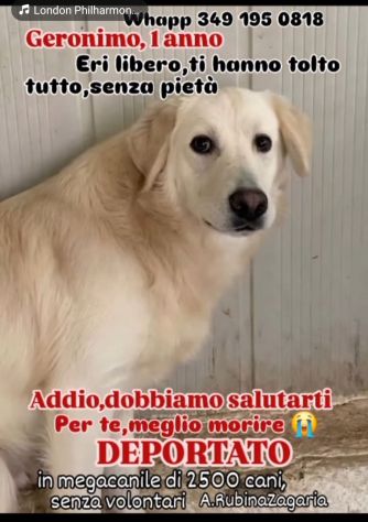 GERONIMO imprigionato senza colpa CANE IN ADOZIONE - Foto 4