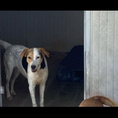 SNOOPY CAGNOLINO IN ADOZIONE - Foto 5
