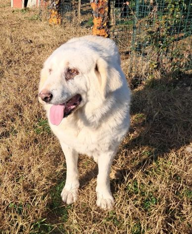 VITA, cagnolona dolcissima in cerca di una bella famiglia - Foto 3