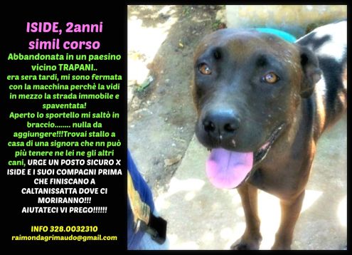 Cani urgentissimi II - Foto 5