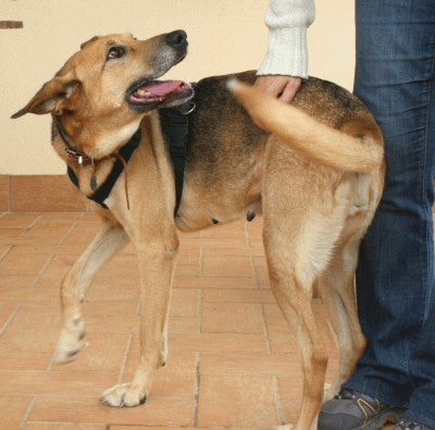 LAIKA, bellissima e invisibile - Foto 2