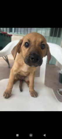 Regalo cuccioli incrocio labrador - Foto 3