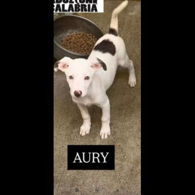 AURY e ADAM SOCIEVOLISSIMI CUCCIOLI IN ADOZIONE - Foto 4