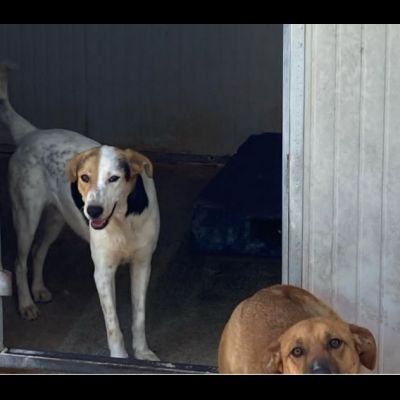 SNOOPY CAGNOLINO IN ADOZIONE - Foto 4