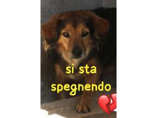 RICKY 9 ANNI 13/15 kg