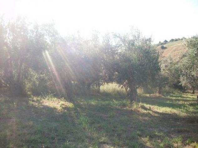 Uliveto in vendita a Lanciano - Foto 7