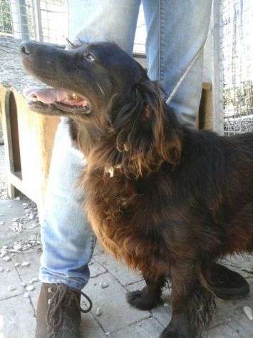 HANSEL, tenero cagnolino - Foto 4