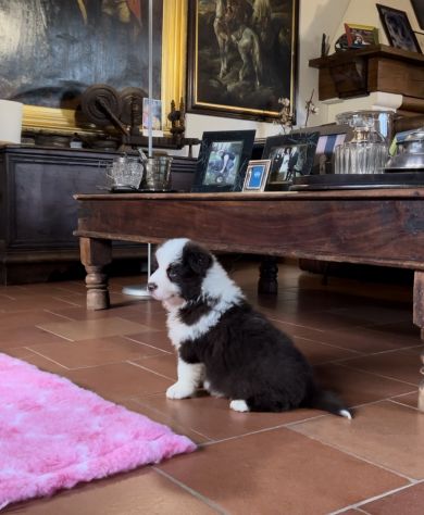 Cuccioli di Border Collie di alta genealogia - Foto 7