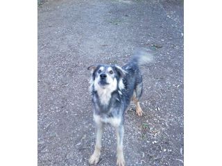 Seth bellissimo cucciolone in canile. In adozione