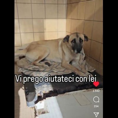 OMBRA ADORABILE CAGNOLONA IN ADOZIONE - Foto 8