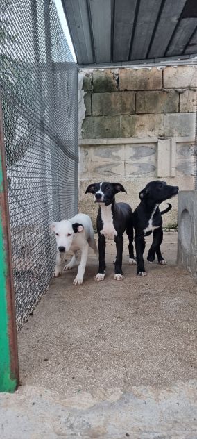 Cuccioli Amstaff 250 a Taranto in Puglia - Foto 7