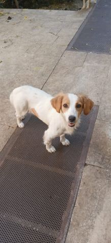 Dolcissima lella taglia piccola - Foto 3