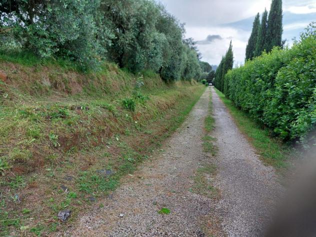 TERRENO AGRICOLO di 10000 mq (CAMAIORE - pieve di camaiore) rif. 1001 - Foto 14