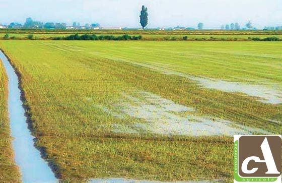 31 ha a Riso tra BI e VC - Foto 3