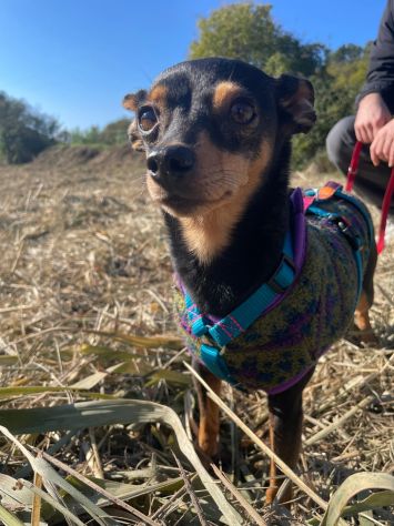 STARLET, MINI PINSCHER dolcissima - Foto 3