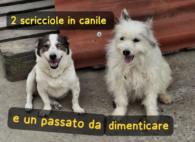 REBECCA E BELL TAGLIA PICCOLA IN CANILE - Foto 2