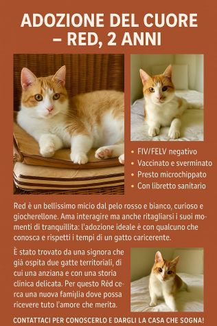Red cerca una famiglia che lo ami x sempre - Foto 7