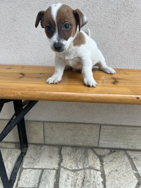 Jack Russell - Foto 2