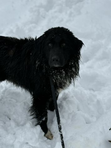 KUMBA, pastorino dolcissimo ignorato da tutti! - Foto 3