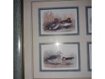 2 stampe anatre con cornice in plastica verde