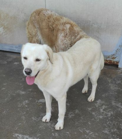 Cagnolina da adottare - Foto 7