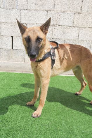 UN CUCCIOLONE CON IL CUORE SPEZZATO SPENCER – PASTORE MALINOIS 18 mesi - Foto 4