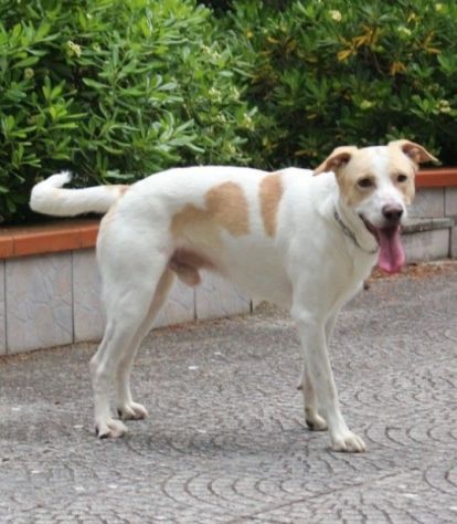 Tobia splendido cagnolone 6anni salito 1anno fa a PAVIA - Foto 5