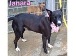 JANARA