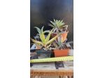 4 Agave Mini Da Collezione - Piante Grasse Cactus