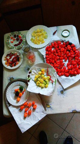 Semi Carolina Reaper, 7 Pot, Habanero, Diavolicchio, ..... - Foto 2