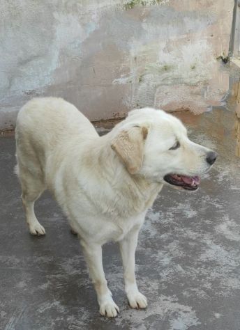 Cagnolina da adottare - Foto 5