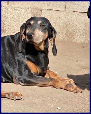 DAIMA sui 7anni buonissima ama le coccole! - Foto 3