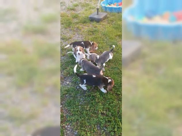 Dolcissimi cuccioli di Beagle - Foto 3