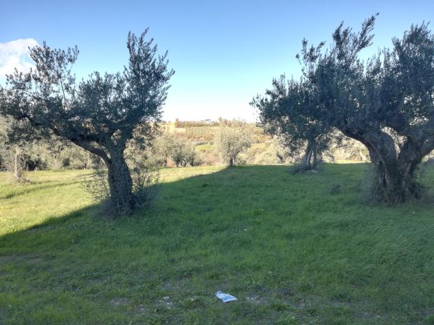 TERRENO EDIFICABILE AGRICOLO ROSCIANO - Foto 9