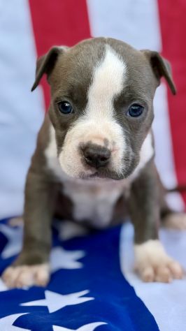 Amstaff cuccioli Blu - Foto 7