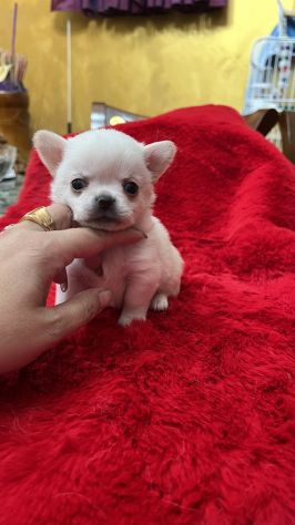cuccioli chihuahua piccoli piccoli - Foto 3