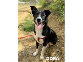 DORA, cucciola timidina cerca famiglia. mix BORDER