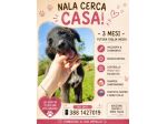 Adozione per Nala
