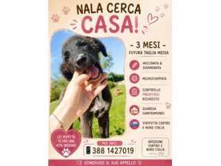Adozione per Nala