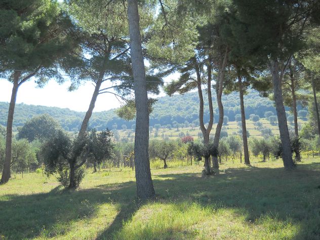 Pineta mq 4.000 Piombino (li) a 2 km da Baratti - Foto 8