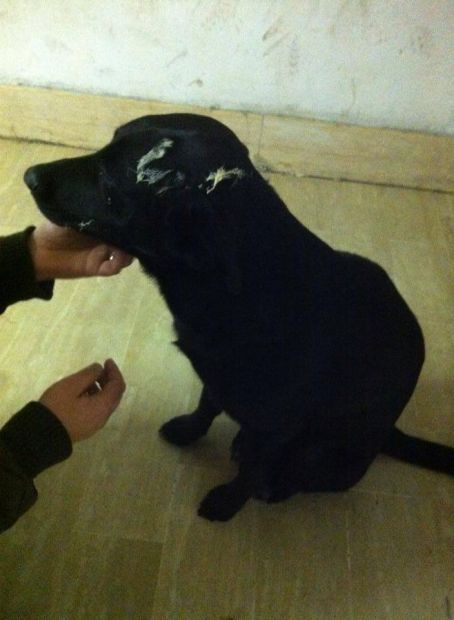 NERONE, dolcissimo cucciolone in pericolo - Foto 2