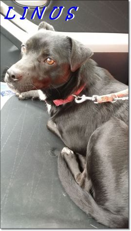 LINUS, dolcissimo cagnolino di taglia medio piccola - Foto 3