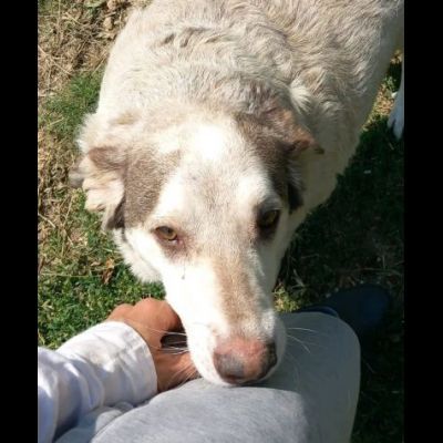 LA DOLCEZZA CHIAMATA NORMAN CANE IN ADOZIONE - Foto 7