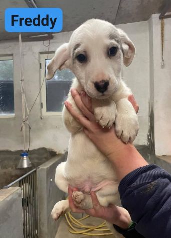 CUCCIOLI IN ADOZIONE - Foto 6