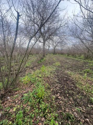 Agricolo in Via San Gennaro - Foto 3