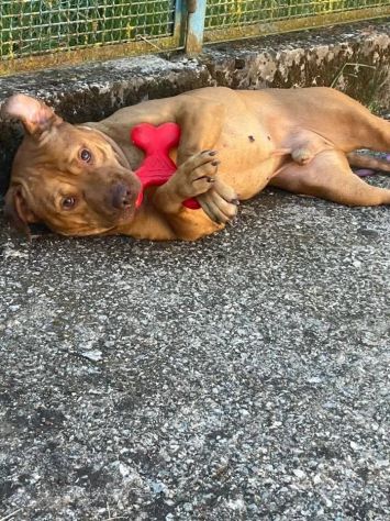 EMMER UNA NUOVA VITA, CANE IN ADOZIONE - Foto 2