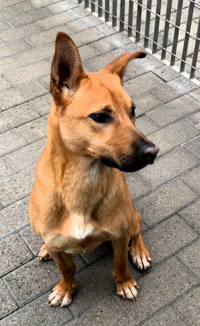 SIMBA  SIMPATICO LUPETTO - Foto 4
