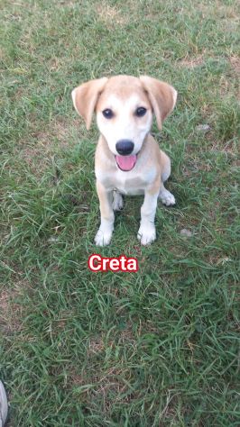 CUCCIOLI DI 3 MESI - Foto 2